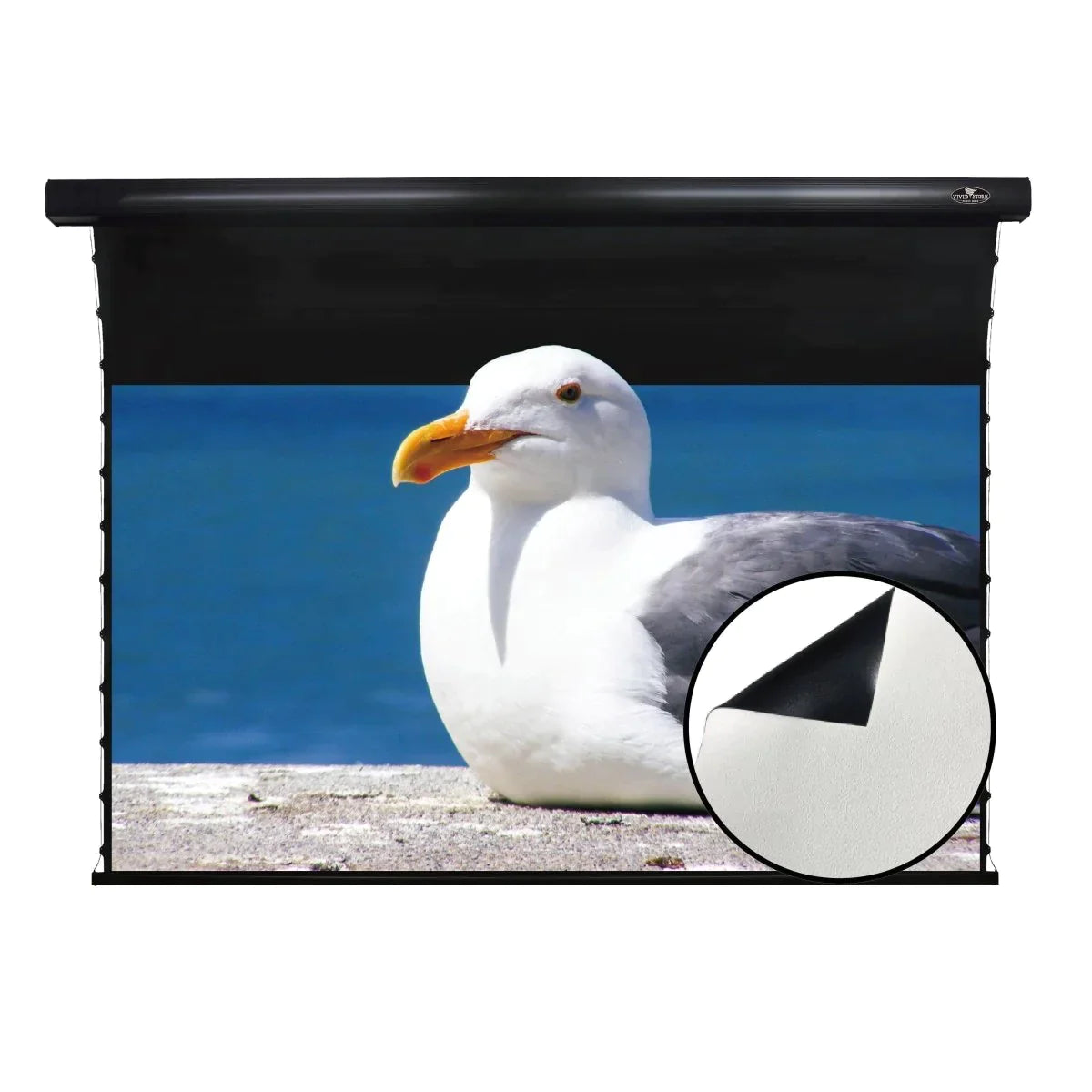 VIVIDSTORM White Cinema Projector Screen