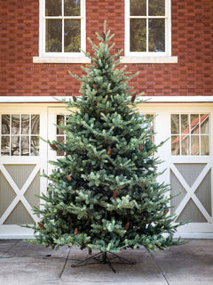 Park Hill Blue Spruce Christmas Tree, 12' XPQ82167